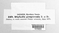 Diplodia paupercula image